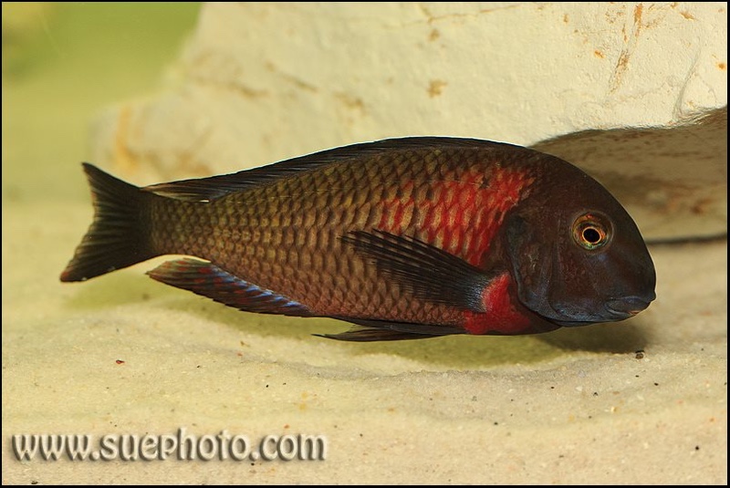 Tropheus sp. 'red' Kiku